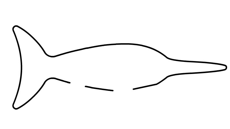 金枪鱼简笔画步骤金枪鱼简笔画画法