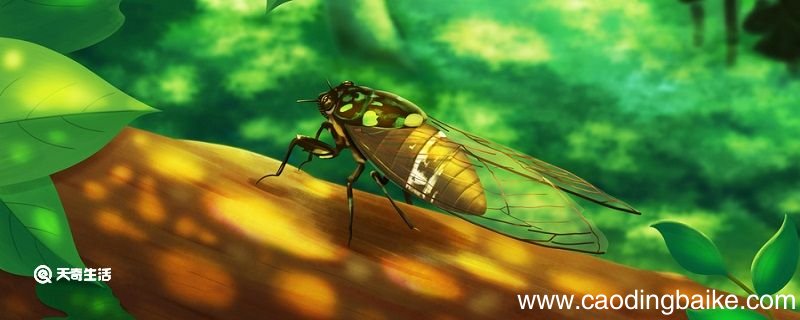 蝉古诗意思 蝉古诗意思是什么