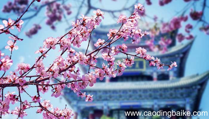 观赏梅花始于什么朝代 观赏梅花始于哪个朝代