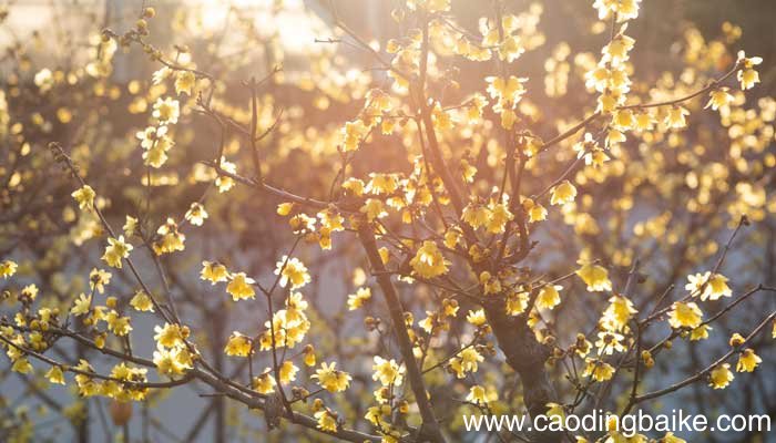 观赏梅花始于什么朝代 观赏梅花始于哪个朝代