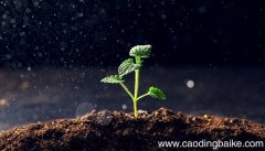 有机基质和无机基质的区别 有机和无机有何区别
