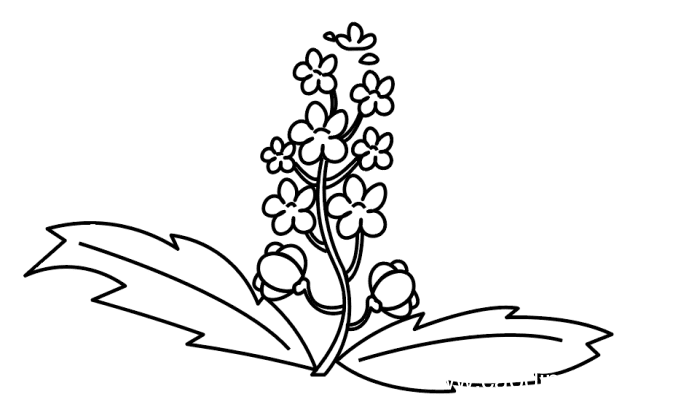 油菜花简笔画 油菜花简笔画怎么画
