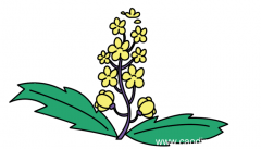 油菜花简笔画 油菜花简笔画怎么画
