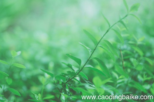 《草》古诗原文带拼音白居易的草的解释