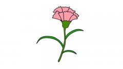 母亲节康乃馨画法母亲节康乃馨步骤