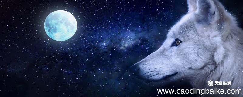 狼和杜鹃的寓言故事告诉我们什么道理 狼和杜鹃故事告诉我们道理是