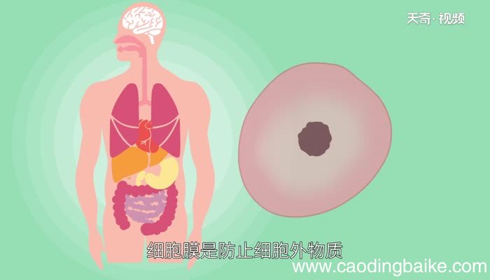 细胞膜主要由什么组成细胞膜是由什么组成的