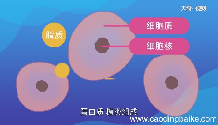 细胞膜主要由什么组成细胞膜是由什么组成的