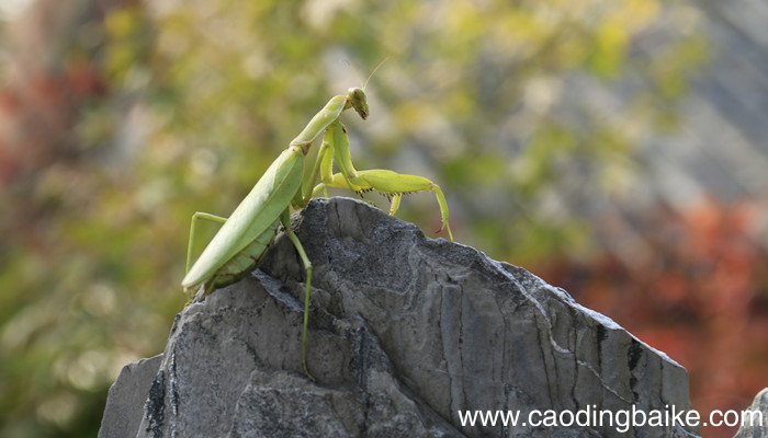 昆虫记螳螂捕蝉主要内容概括 昆虫记螳螂捕蝉主要讲了什么