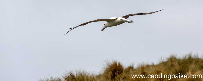 我想变成一条小鱼,游在清清的小河中仿写 我想变成一条小鱼游在清清的小河中仿写