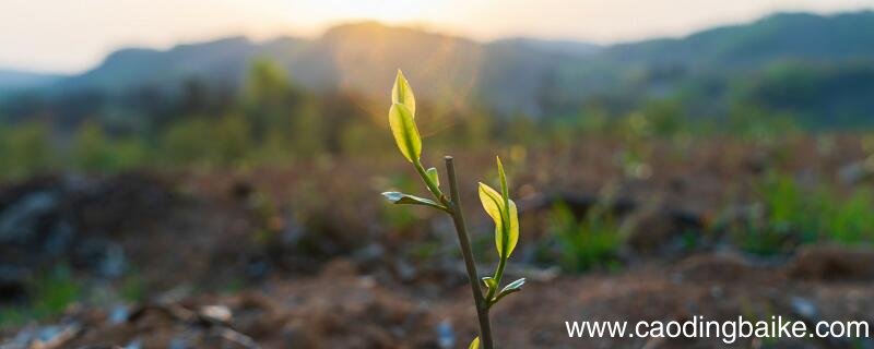 动植物分类 动物和植物的分类