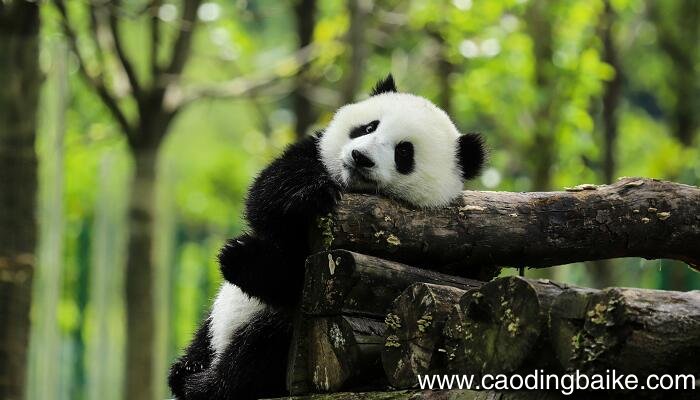 动植物分类 动物和植物的分类