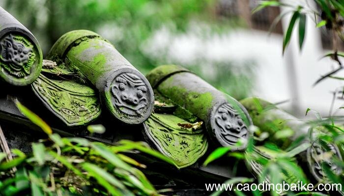 古诗苔全文解释 古诗《苔》的意思