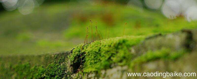 古诗苔全文解释 古诗《苔》的意思