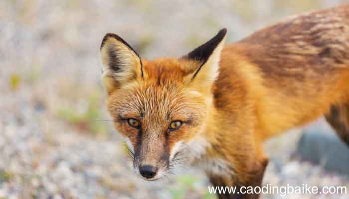 列那狐的故事列那是一只怎样的狐狸 列那狐是一只怎样的狐狸