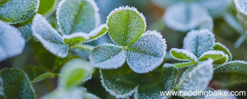 霜前冷,雪后寒的物理原因 霜前冷雪后寒是什么物理现象