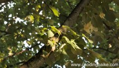 光合作用的原理光合作用的原理是什么