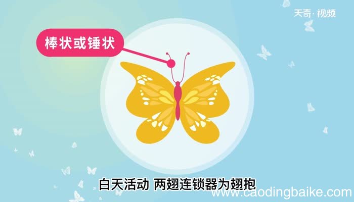 蝴蝶的意思 蝴蝶是什么意思
