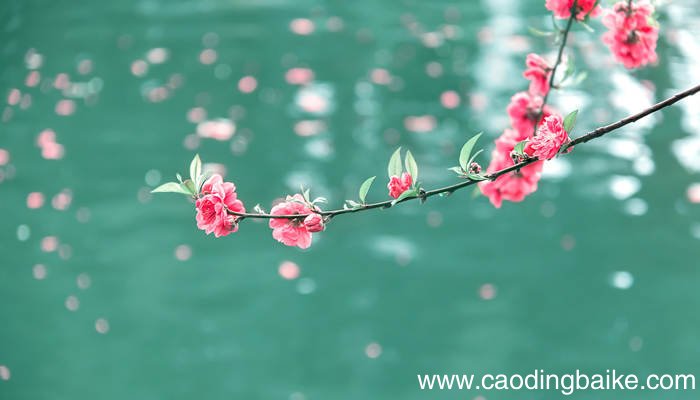 半梦半醒半浮生上一句 半梦半醒半浮生上一句是什么