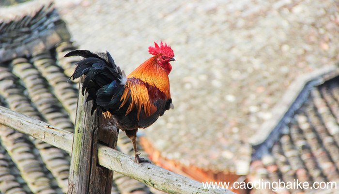 宁做鸡头不做凤尾的意思 宁做鸡头不做凤尾这句话对吗