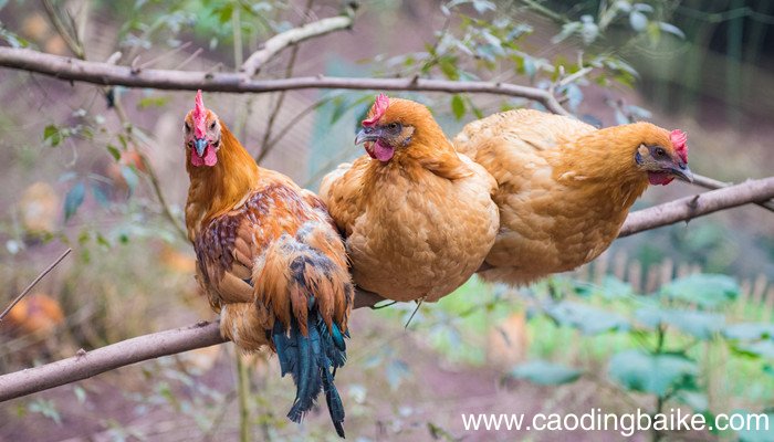 宁做鸡头不做凤尾的意思 宁做鸡头不做凤尾这句话对吗