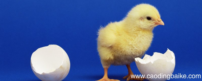 宁做鸡头不做凤尾的意思 宁做鸡头不做凤尾这句话对吗