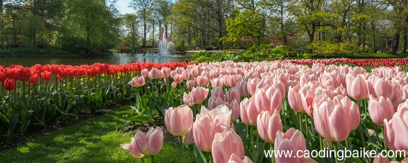 花钟课文原文花钟课文原文是什么