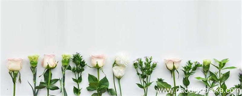 赠人玫瑰手有余香的意思 赠人玫瑰手有余香的意思是什么