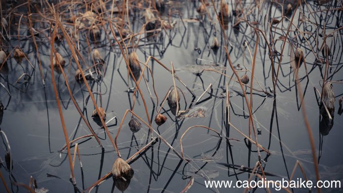 秋凉晚步古诗带拼音 秋凉晚步全文带拼音