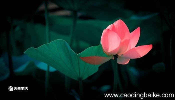 采莲曲中表现采莲少女和周围环境融为一体的诗句是 古诗采莲曲