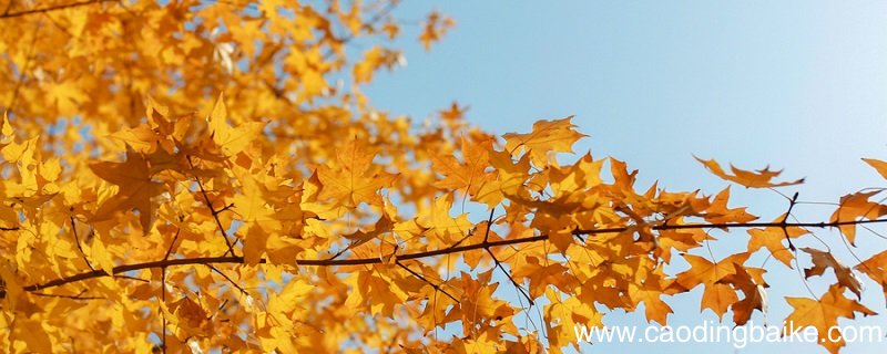 秋晚的江上课文解析秋晚的江上全诗解析