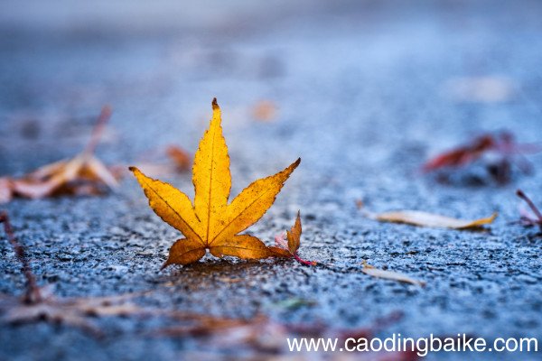 安有完卵前一句是什么覆巢之下无完卵同义词