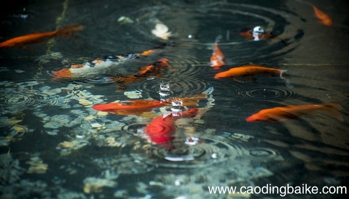 焉知鱼之乐前面的是什么 焉知鱼之乐前面的是