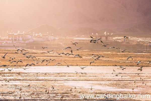 良木择禽而栖什么意思 如何理解良禽择木而栖