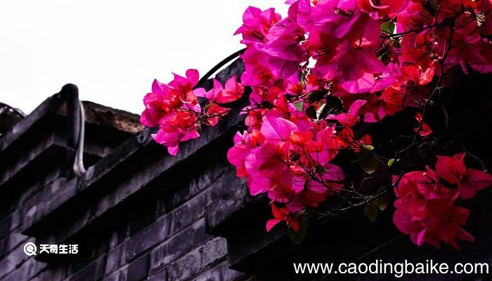 游园不值这首诗抓住了什么和什么两处景物来表现春天 游园不值诗的题目的意思