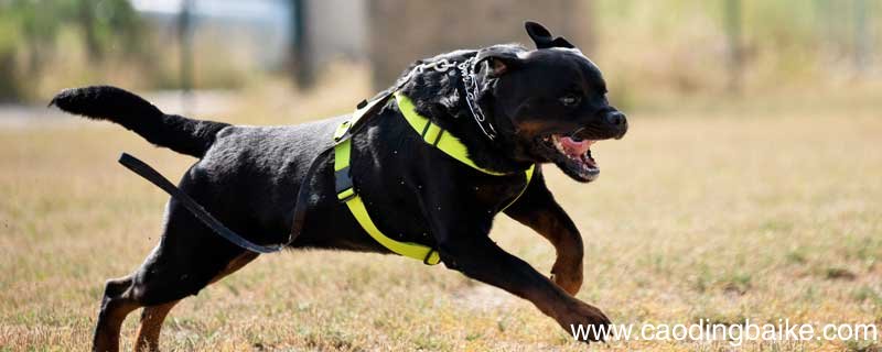 小动物的作文怎么写 写一篇小动物的作文怎么写