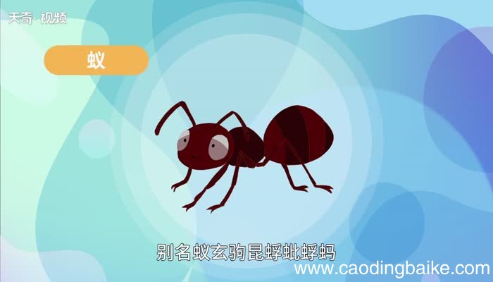 蚂蚁的意思 蚂蚁的意思是什么