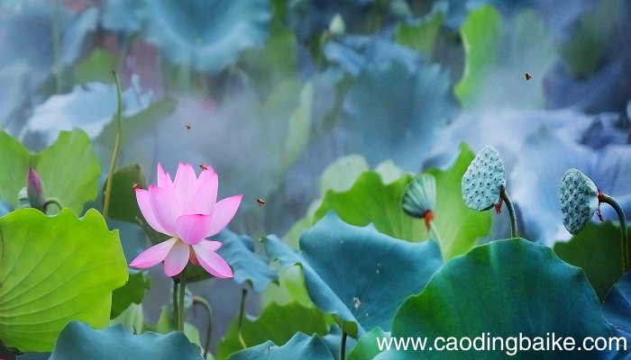 晓出净慈寺送林子方修辞手法 晓出净慈寺送林子方运用什么修辞手法