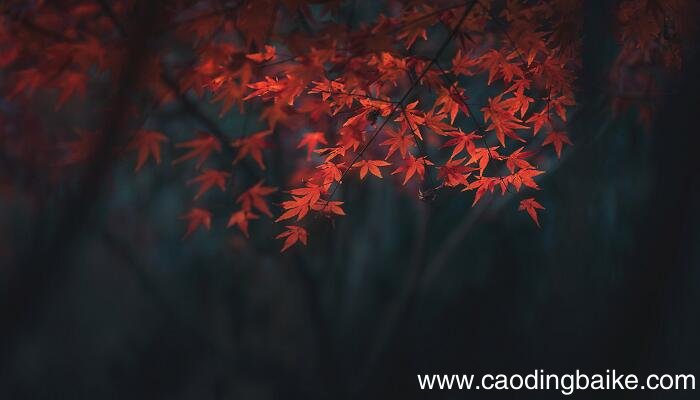 如梦令黄琬璚拼音版 如梦令晓向高楼凝望拼音