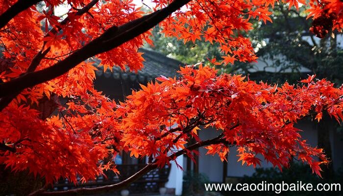 如梦令黄琬璚拼音版 如梦令晓向高楼凝望拼音