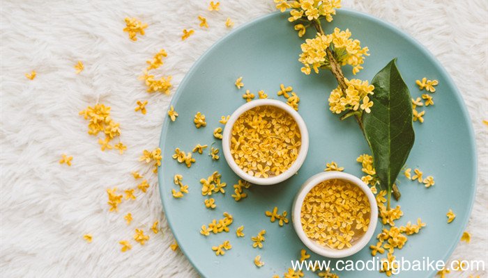 芳林新叶催旧叶,流水前波让后波的翻译 流水前波让后波这句话蕴涵的哲理是