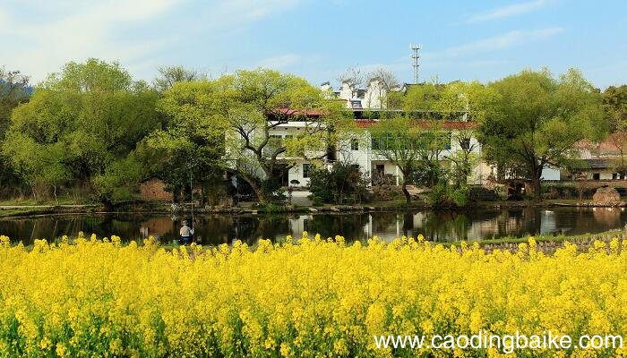 夏日田园杂兴其九描述了怎样的情景 夏日田园杂兴其九表达了什么