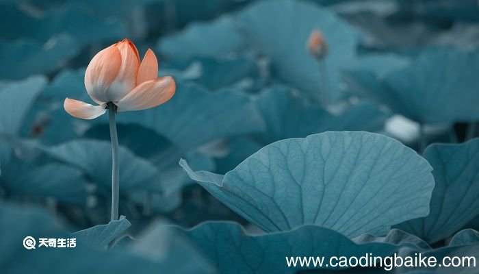 齐安郡中偶题这首诗表达了什么的情感 齐安郡中偶题表达了什么的情感