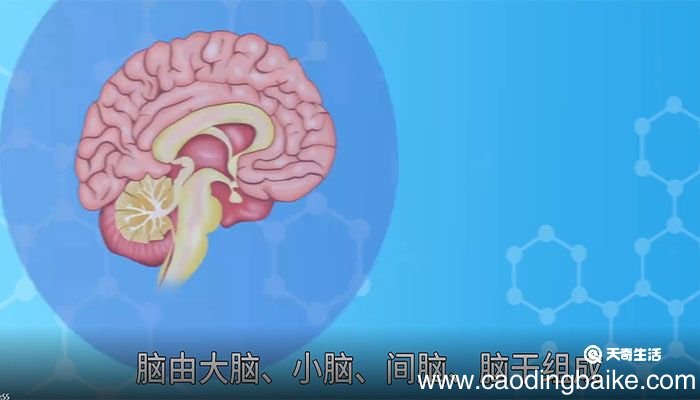脑袋的意思，脑袋的解释