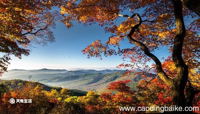 最后一片树叶明白了什么道理 最后一片树叶告诉我们什么道理