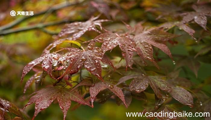 最后一片树叶明白了什么道理 最后一片树叶告诉我们什么道理