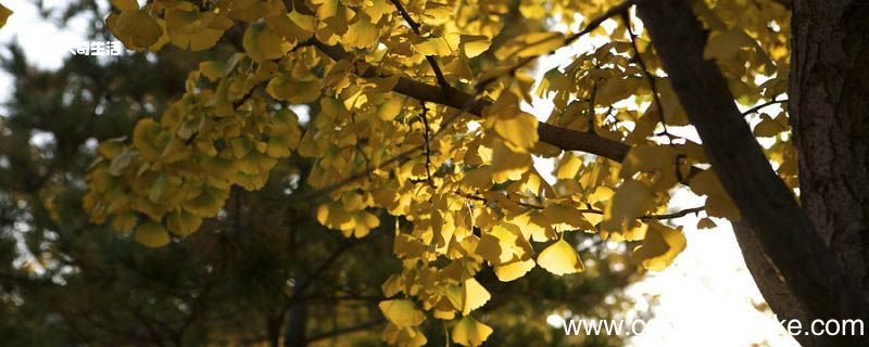 最后一片树叶明白了什么道理 最后一片树叶告诉我们什么道理