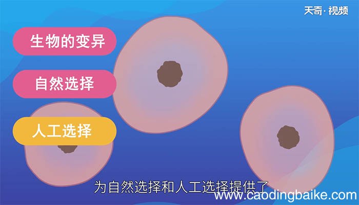 什么是减数分裂 减数分裂是什么