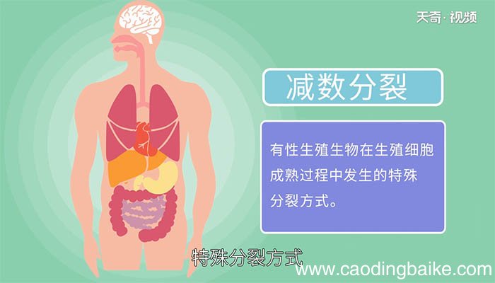 什么是减数分裂 减数分裂是什么