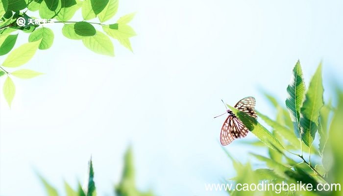 绝句迟日江山丽的中心思想是什么 绝句古诗的思想感情